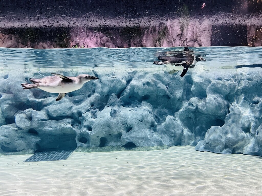 DMM Kariyushi水族館