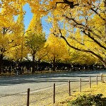 【東京】銀杏、黃葉秋景10選！從明治神宮外苑到東京大學！秋天旅行必去東京景點